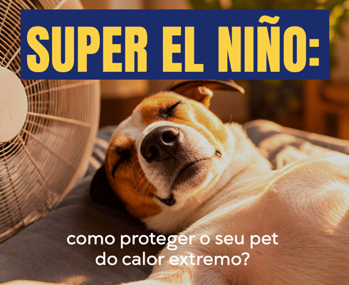 Calor intenso exige cuidados redobrados com cães e gatos