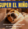 Calor intenso exige cuidados redobrados com cães e gatos Calor intenso exige cuidados redobrados com cães e gatos
