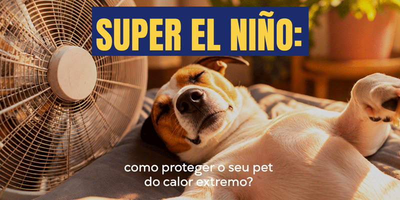 Calor intenso exige cuidados redobrados com cães e gatos