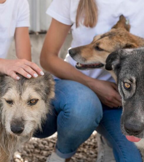 Prefeitura disponibiliza cadastro digital para protetoras independentes de animais