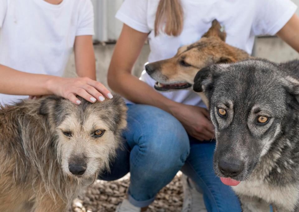 Prefeitura disponibiliza cadastro digital para protetoras independentes de animais